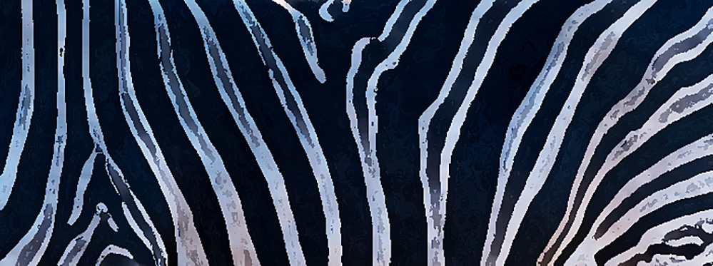 Pilanesberg National Park Zebra Pattern